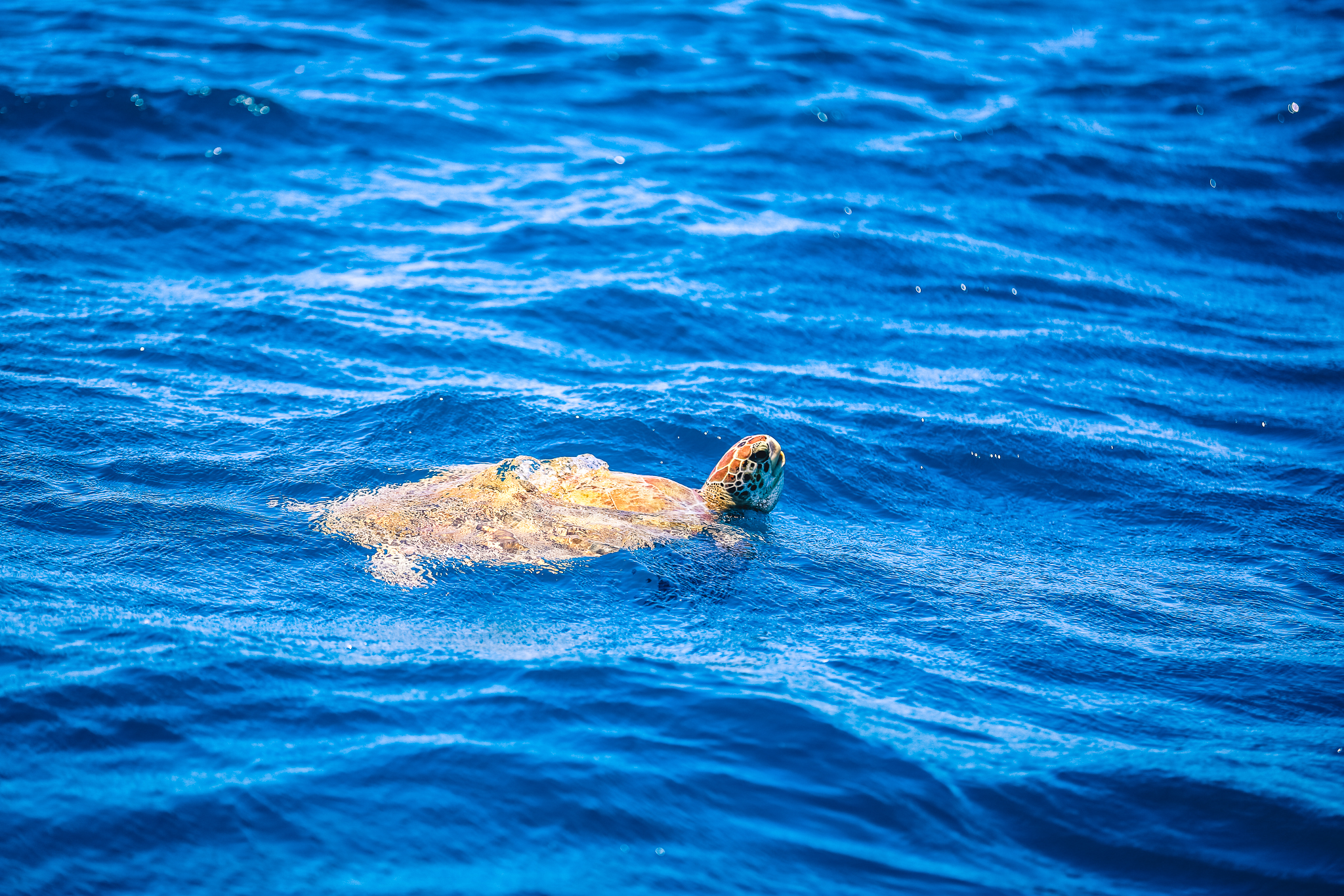 Spännande möten med Karibiens havssköldpaddor